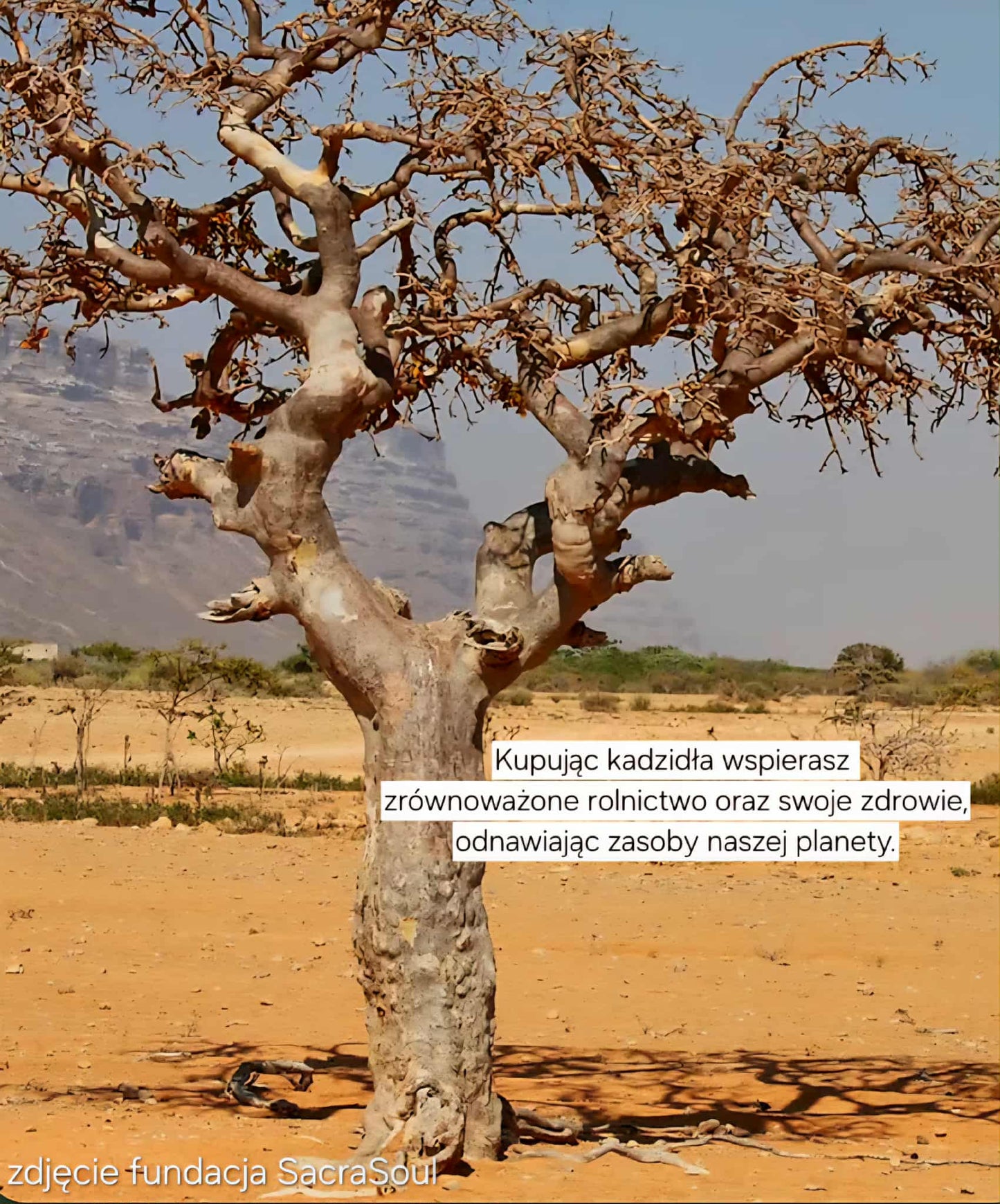 Zestaw ,,Żywioły Serca'' 5 kadzideł stożkowych