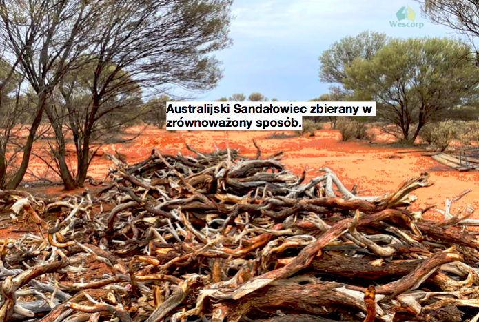 3 szt. ,,Feniks'' mirra jemeńska (premium) z sandałowcem australijskim, różą